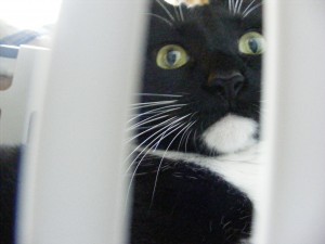cat in laundry basket