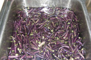 How To Can Green Beans~ backtofamily.net